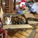 Nell in a Box