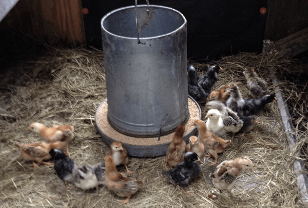 New Brood of Chicks