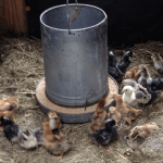New Brood of Chicks