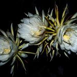Night Blooming Cereus