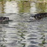 North American River Otte - Lontra canadensis-1