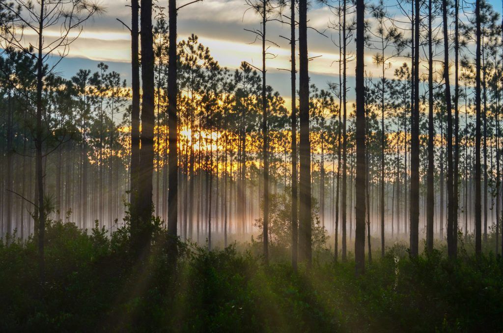 Ocala Forest Sunrise