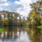 Ocklawaha Cypress