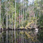 Ocklawaha Foliage