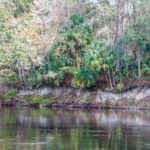 Ocklawaha River Bluffs