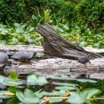Ocklawaha River Turtles