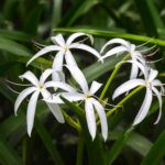 Ocklawaha Swamp Lily