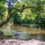 Ocklawaha at Gores Landing