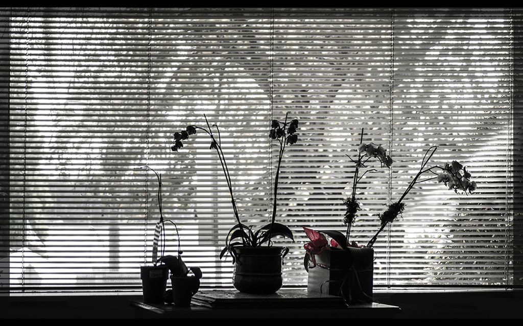 Orchids in Window