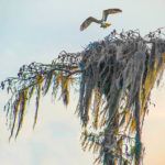 Osprey leaves nest