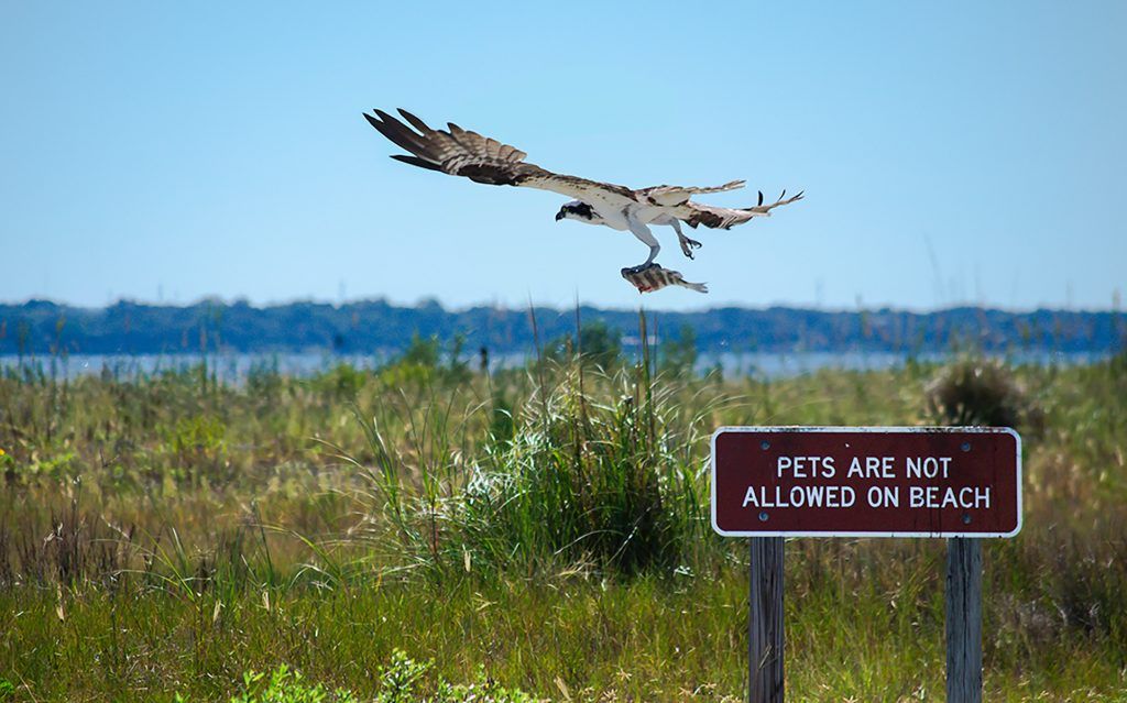 Osprey with Fish