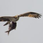 Osprey with Fish