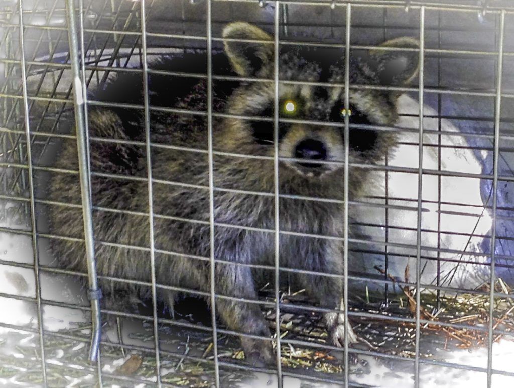 Our Caged Raccoon