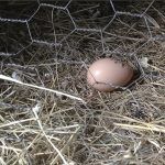 Our First Egg