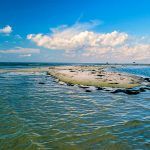 Pet Beach