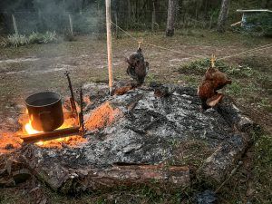 Preparing the Hens