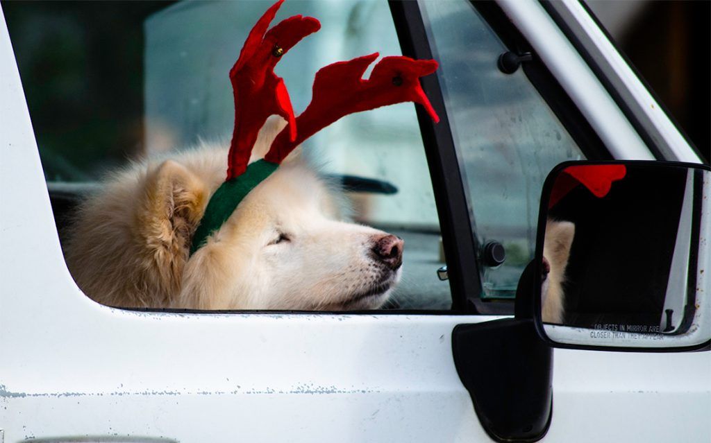 Reindeer Dog
