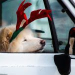Reindeer Dog