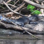 Resting Ocklawaha Alligator