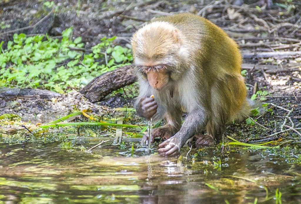 Rhesus macaque - Macaca mulatta