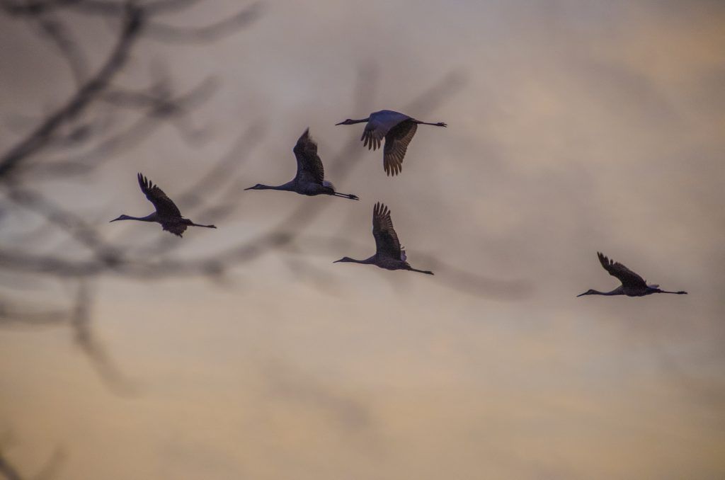 Sandhill Cranes