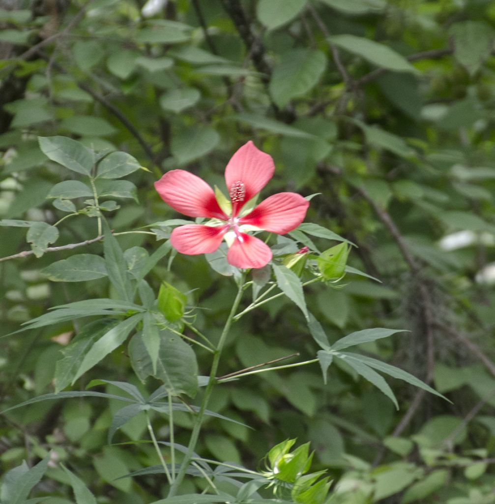 Scarlet Rose Mallow - Hibiscus coccineus