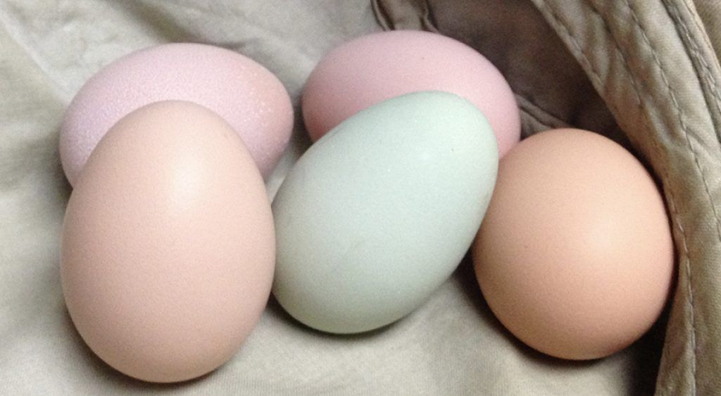 Several Colored Eggs