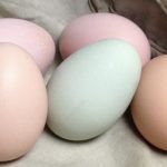 Several Colored Eggs