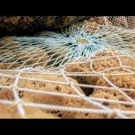 Sponges - Tarpon Springs