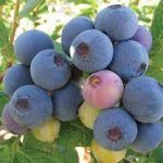 Springhigh Blueberry