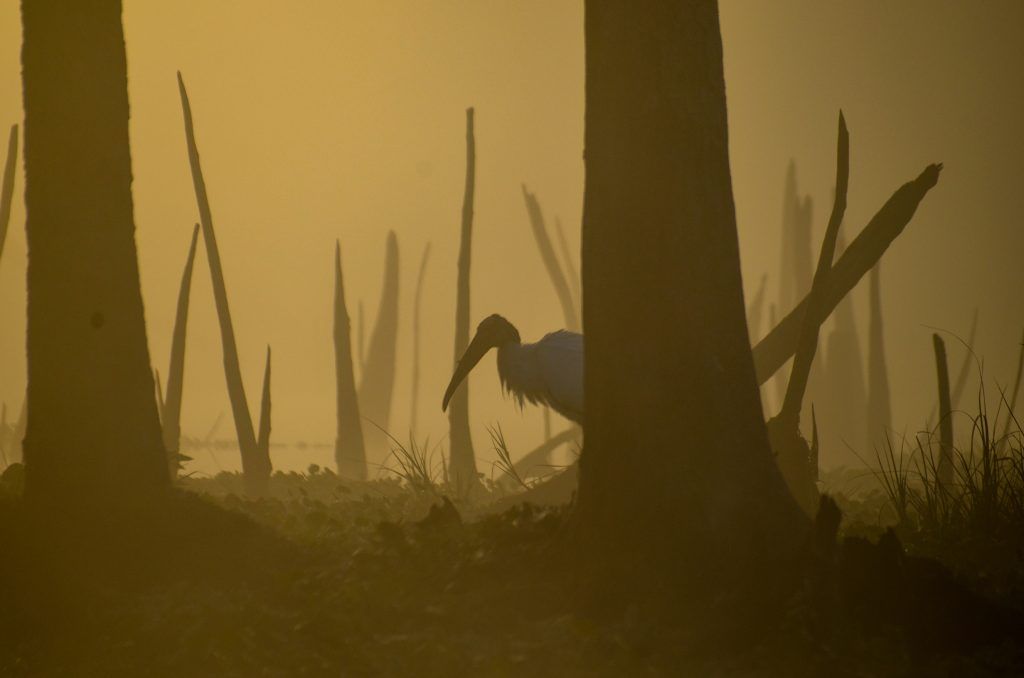 Stork Silhouette - Ocklawaha River