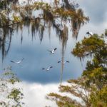 Storks over the Ocklawaha River
