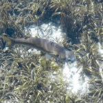 Striped Mullet - Mugil cephalus