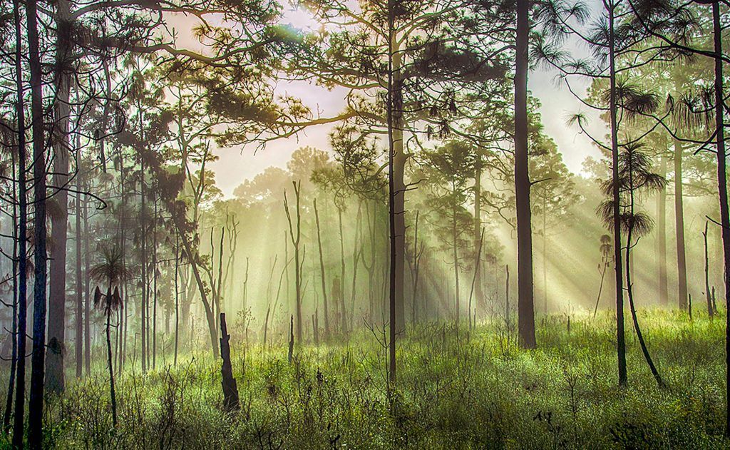 Sunrays in Pines
