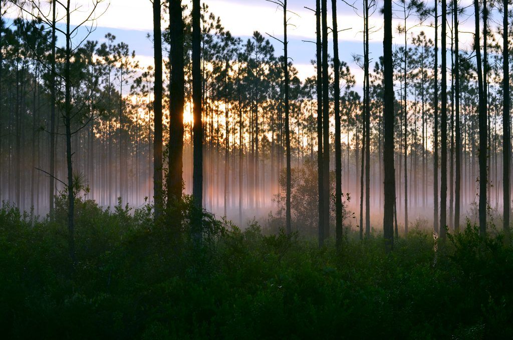 Sunrise Ocala Natl Forest