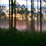 Sunrise - Ocala Ntl Forest