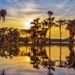 Sunset through the Bald Cypress