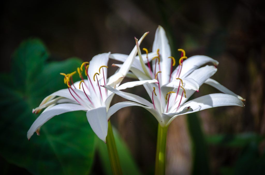 Swamp Lily - Crinum americanum