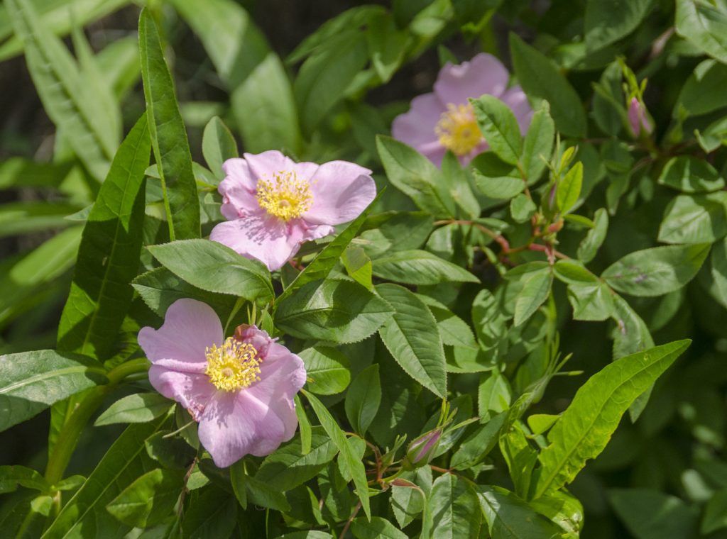 Swamp Rose - Rosa palustris