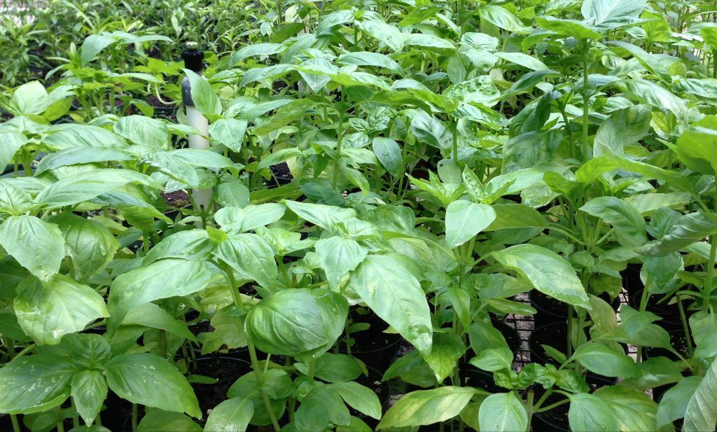 Sweet Basil Aug 2013