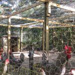 The Chicken Yard