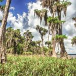 The Cypress Trees