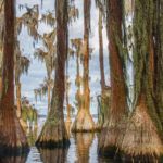 The Cypress of Santa Fe Lake