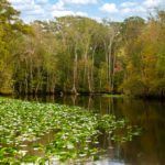 The Ocklawaha River