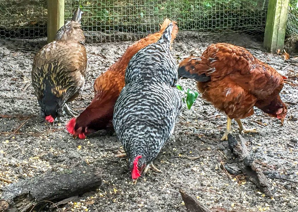 The Older Ladies