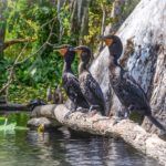 Three Cormorants