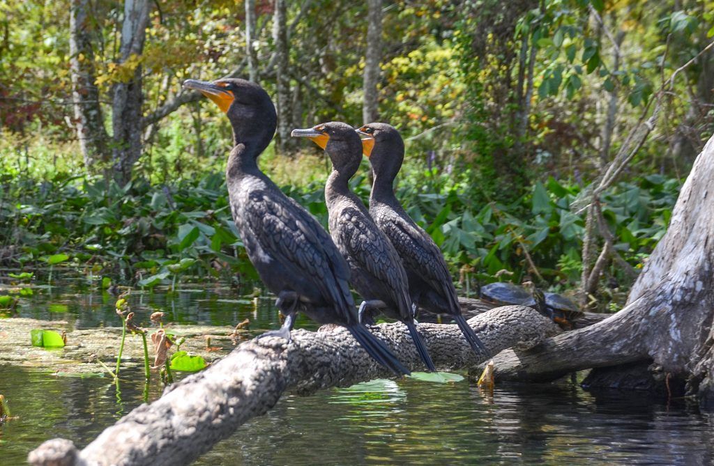 Three Cormorants on the Silver River