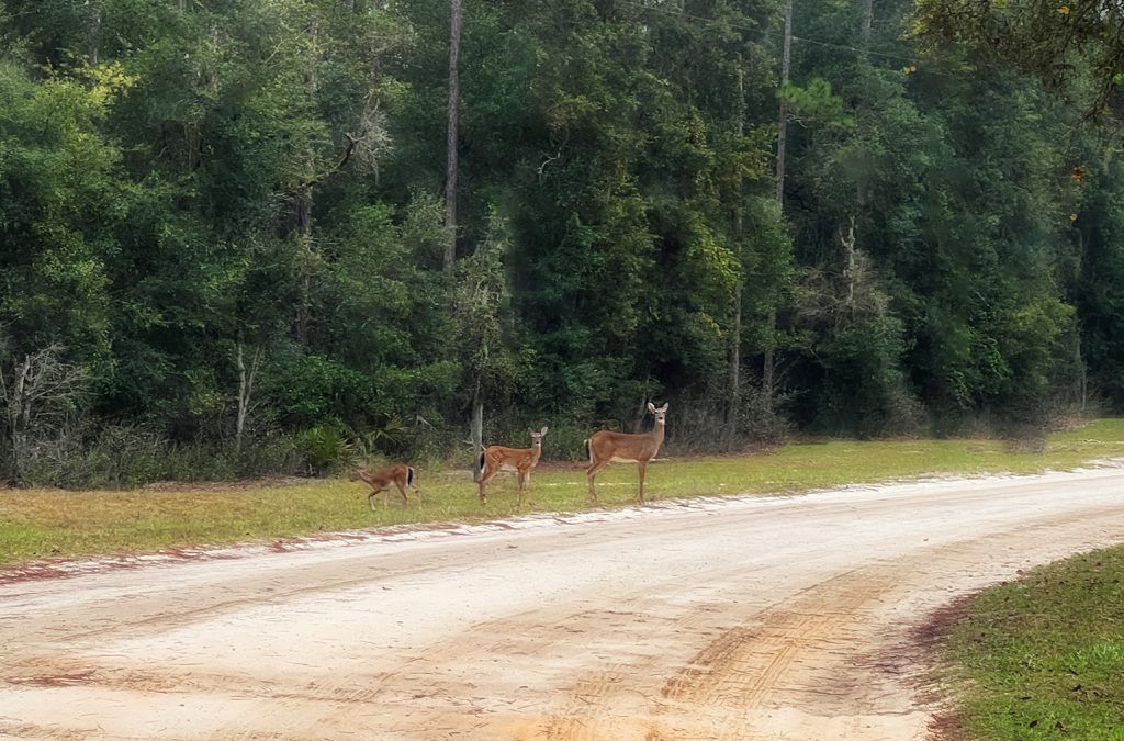 Three Deer on the Road