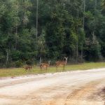 Three Deer on the Road