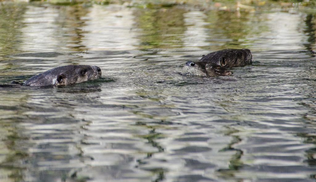 Three Otters